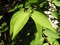 Deutzia scabra cv Candidissima (fam Saxifragacees) (5) (Photo F. Mrugala)